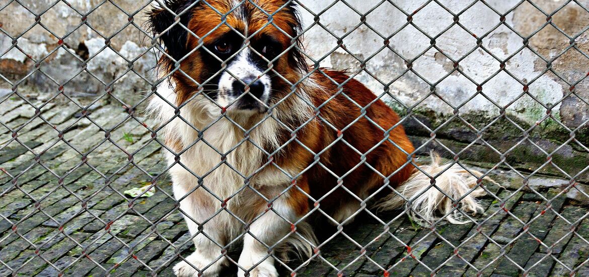 Tierarzt-Notdienst und Tierheime sind in großer Not