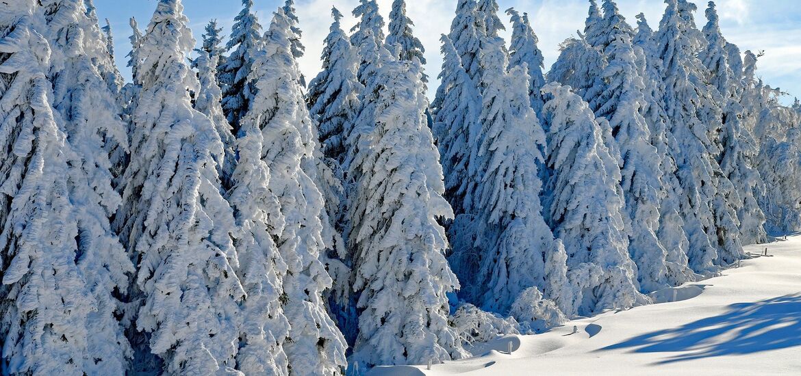 Massive Schneemengen in vielen Regionen: Große Not des Wildes lindern!