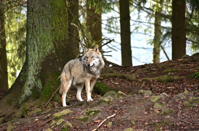 Jagd auf Wolf: EuGH-Entscheidung ist weltfremd und fern jeder Realität