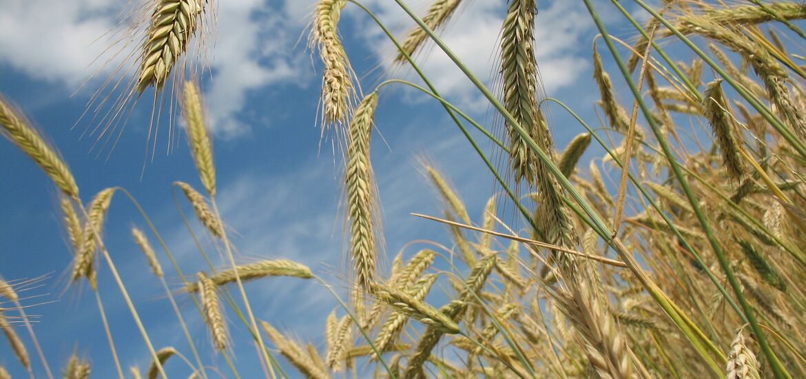 Weltbauerntag: Faire Preise für unsere Bauern satt ausufernde EU-Schikanen