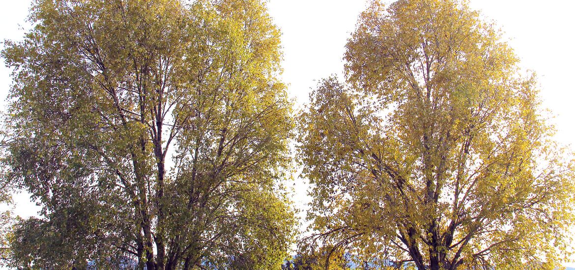 Kärnten von nachhaltiger Klimastrategie weit entfernt!