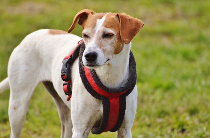 Wir sind gegen die Erhöhung der Hundeabgabe!
