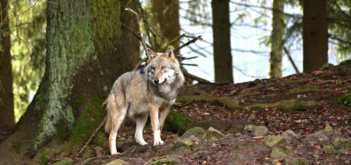 Jagd auf Wolf: EuGH-Entscheidung ist weltfremd und fern jeder Realität